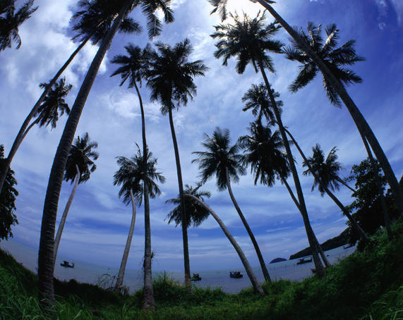 Coconut palms at Pantai Acheh.
