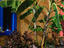 Flora and colours of Mexico on the Riviera Maya.