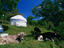 Cows and yurt on farm, Kazakhstan