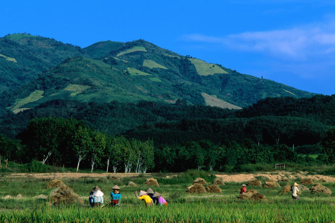 Farmers work in the fields of Xishuangbanna.