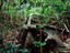 Rusted wreck of an old car at a site where Belgians were massacred at the time of independence, Monga village.