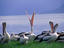 A flock of Australian Pelicans, (Pelecanus conspicillatus), Cairns