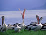 A flock of Australian Pelicans, (Pelecanus conspicillatus), Cairns