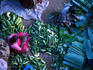 Looking down on a couple of cucumber and banana leaf sellers in the Bangalore City market