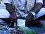 A fortune telling parrot on the streets of Chennai, the parrot flips a card until he feels the right one is for you