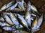 Image_5491-135
