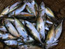 Baskets of bangra (mackerel) from the Panaji fish market