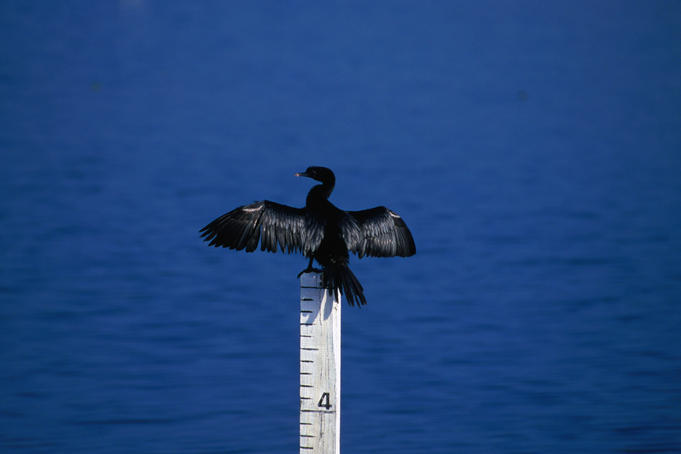 Little Cormorant (Phalacrocorax niger) welcoming us with open arms- Bundala National Park.
