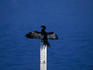 Little Cormorant (Phalacrocorax niger) welcoming us with open arms- Bundala National Park.