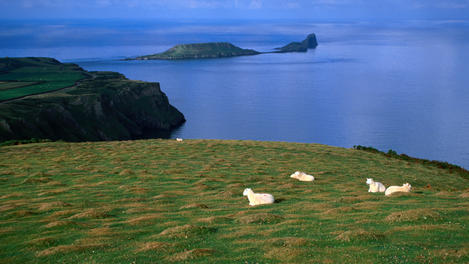 Sheep, Gower Peninsula, South Wales