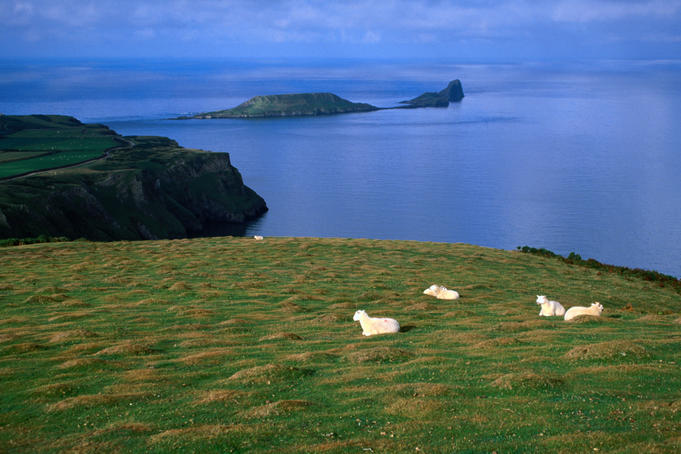 Sheep at Rhossili Bay, Gower Peninsula.