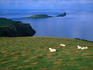 Sheep at Rhossili Bay, Gower Peninsula.
