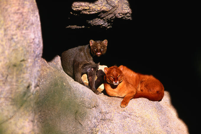 Jaguarundi (Felis eyra) Jaguarundi (Felis eyra)