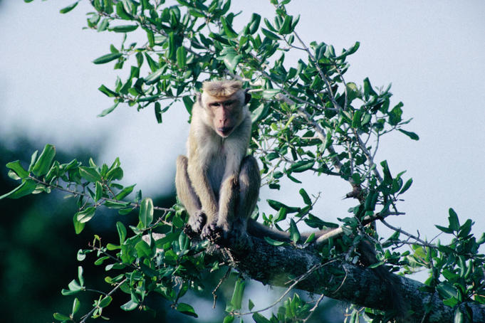 A Toque Macque (Macaca sinica) in the Bundala National Park.