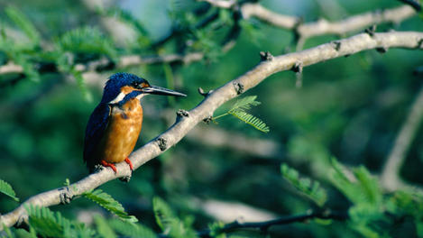 Kingfisher, Bundala National Park