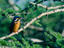 Kingfisher, Bundala National Park