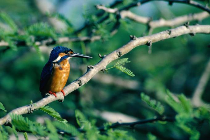 Kingfisher (Alcado atthid) Bundala National Park.