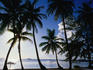 Coconut trees on beach.