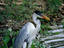Wetlands, The Pantanal