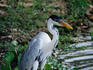 White-necked Heron (Ardea cocoi), the largest of Brazilian herons, fishing in the wetlands of the Pantanal- Brazil