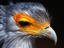 Secretary Bird, Zimbabwe