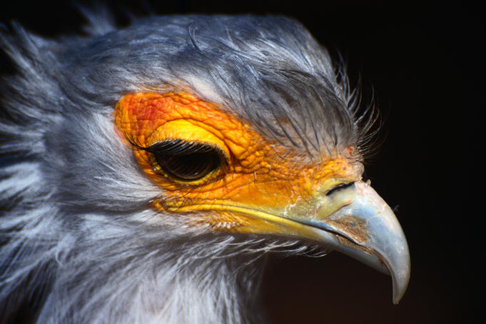 Portrait of Secretary Bird.