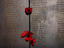 Image_6012-5