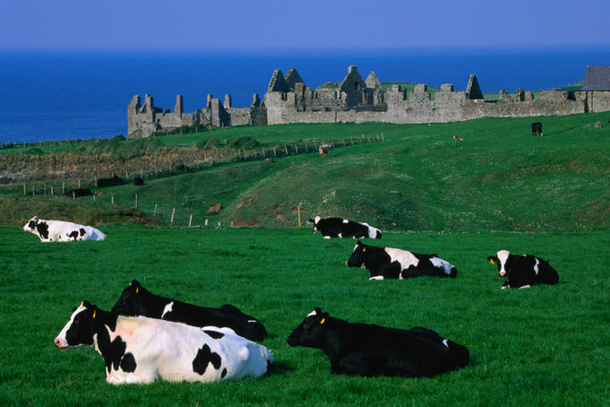 Far horizons: Jersey cows and the scottish castle of Dunluce on the Irish Antrim coast near Portballintrae.