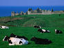 Far horizons: Jersey cows and the scottish castle of Dunluce on the Irish Antrim coast near Portballintrae.