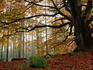 Beech trees in Autumn.