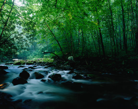 Wildflowers and pink taffy: The Great Smokies