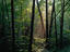Forest near the Tennessee border, in the Great Smoky Mountains National Park