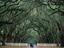 A leisurely walk beneath the Live Oak trees, with Spanish Moss in the Wormsloe Historic Site, the avenue of trees is 1.5 miles long