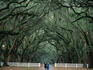 A leisurely walk beneath the Live Oak trees, with Spanish Moss in the Wormsloe Historic Site, the avenue of trees is 1.5 miles long