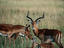 Impala stag, Seronera, Serengeti