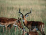Impala ( Aepyceros melampus ) stag courting a female herd, Seronera - Serengeti National Park