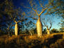 Several Boab trees off the Gibb River road.
