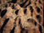 Image_6160-12