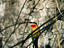 Rainbow bee eater, Zambezi riverbank