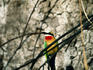 Rainbow bee eater on the Zambezi riverbank - Victoria Falls, Southern Zambia