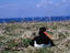 Oystercatcher sitting on nest, Great Saltee Island.