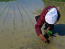 A woman from Muroto-misaki (or cape) planting rice.