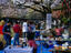 Hanami, Ueno Park, Tokyo