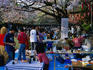 Hanami, cherry blossom viewing, in Ueno Park, Tokyo- Japan