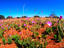 Australian native wildflowers, Calandrine (Portulacaceae) in Uluru-Kata Tjuta National Park.