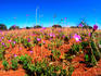 Australian native wildflowers, Calandrine (Portulacaceae) in Uluru-Kata Tjuta National Park.