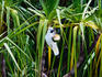 Sulphur-crested cockatoo pigging out on pandanus fruit - Kakadu National Park, Northern Territory