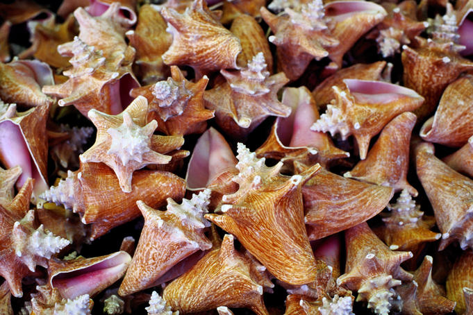 Shells for sale.
