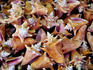 Shells for sale.