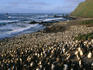 Royal penguin (Eudyptes schlegeli) rookery at Southeast Bay near Hurd Point.
